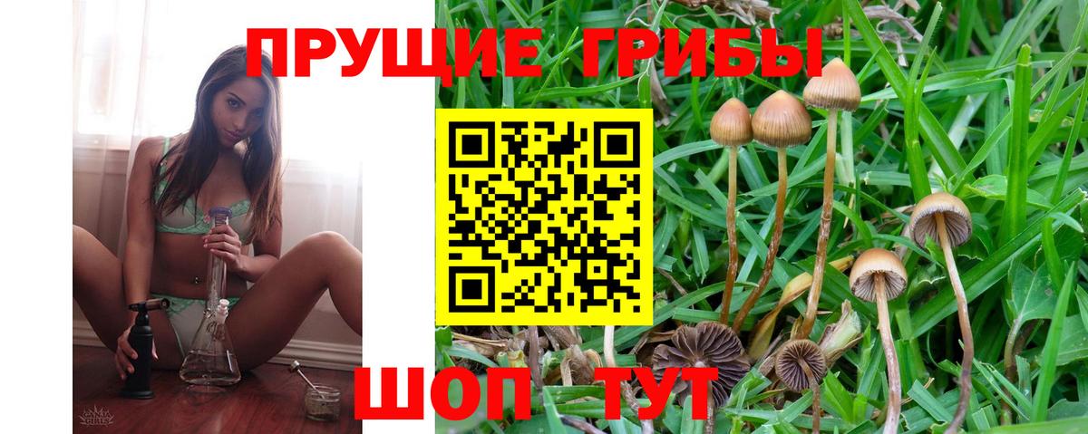 Галлюциногенные грибы Psilocybe Россия