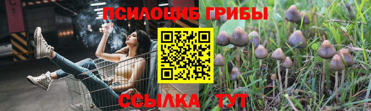 Россия  где продают наркотики  Вход с VPN  Галлюциногенные грибы Psilocybine cubensis 